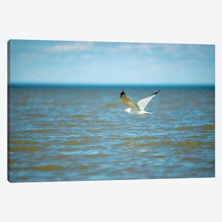 Seagull On Over The Sea Canvas Print #NRV109} by Nik Rave Art Print