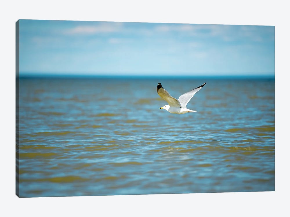 Seagull On Over The Sea 1-piece Canvas Artwork