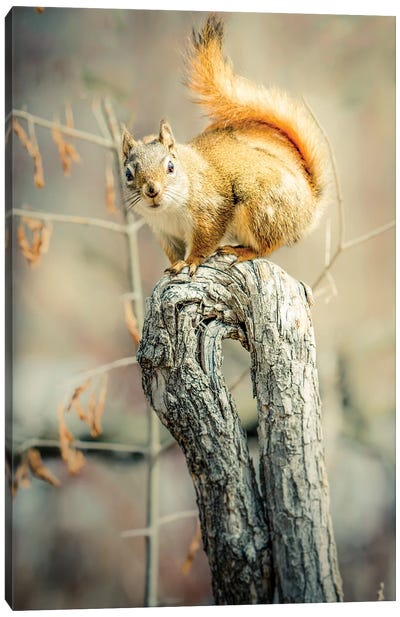 Squirrel On Curved Branch Canvas Art Print - Rodent Art
