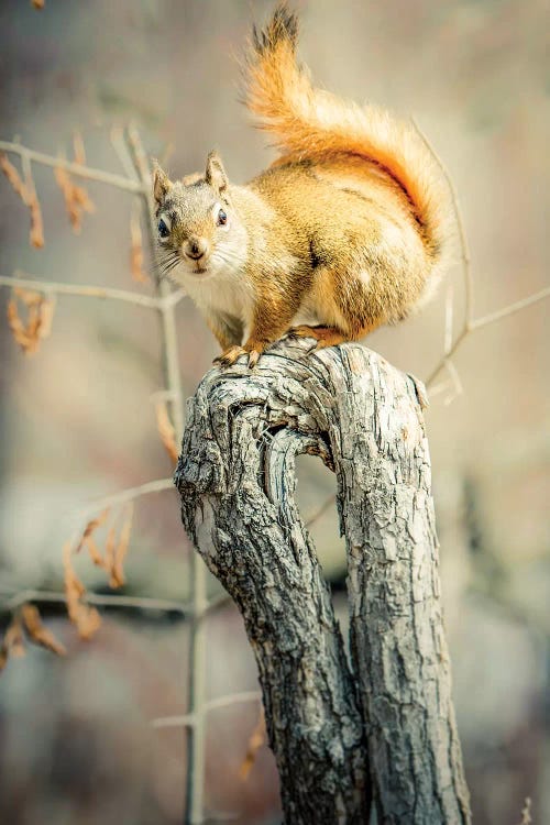 Squirrel On Curved Branch by Nik Rave wall art