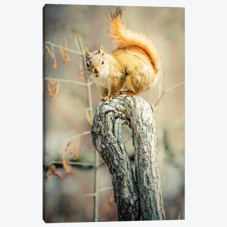 Squirrel On Curved Branch Canvas Print #NRV10} by Nik Rave Canvas Print
