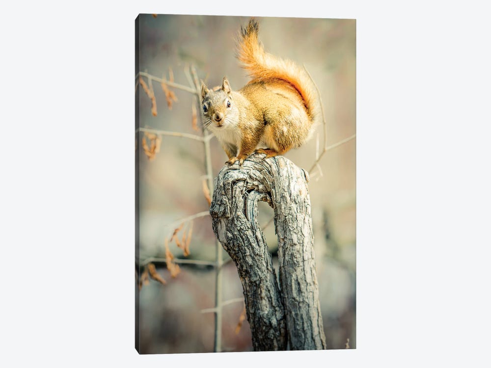 Squirrel On Curved Branch by Nik Rave 1-piece Art Print