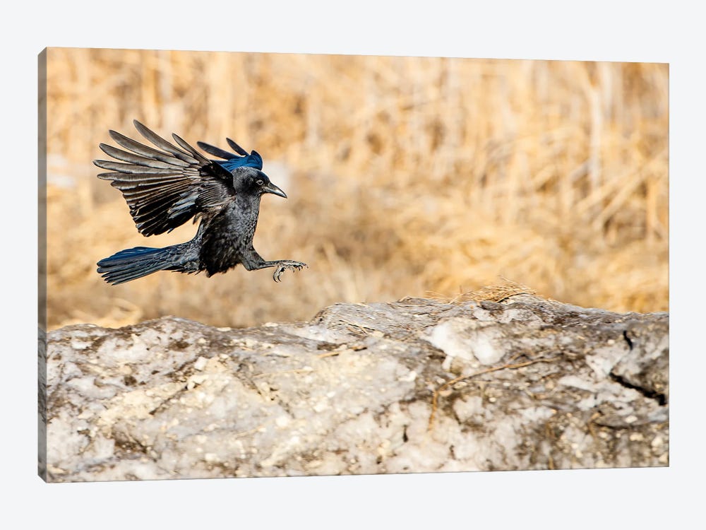 Landing On The Rock Crow by Nik Rave 1-piece Canvas Wall Art