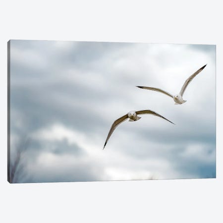 Two Seagulls Flying Forward Over Lake Canvas Print #NRV115} by Nik Rave Art Print