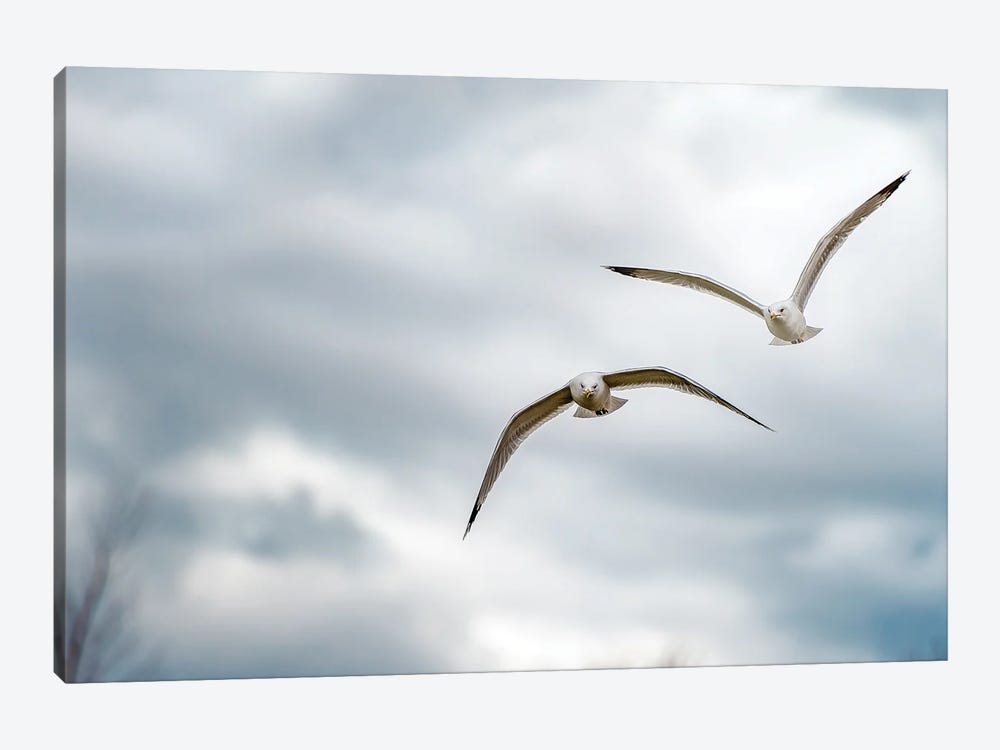 Two Seagulls Flying Forward Over Lake by Nik Rave 1-piece Art Print