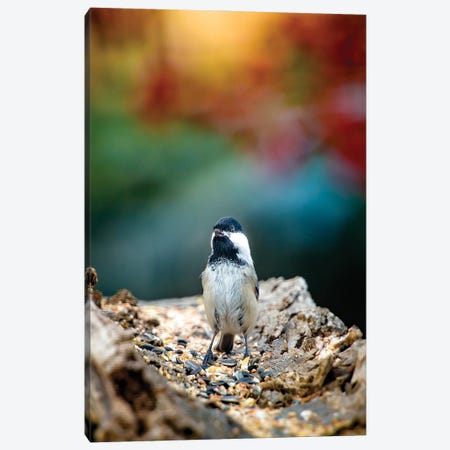 Bird Beautifully Lit On The Morning Canvas Print #NRV117} by Nik Rave Canvas Print