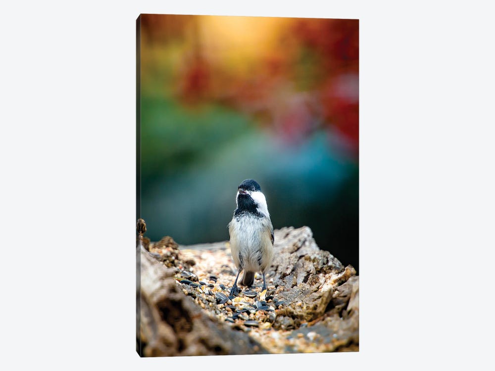 Bird Beautifully Lit On The Morning by Nik Rave 1-piece Canvas Print