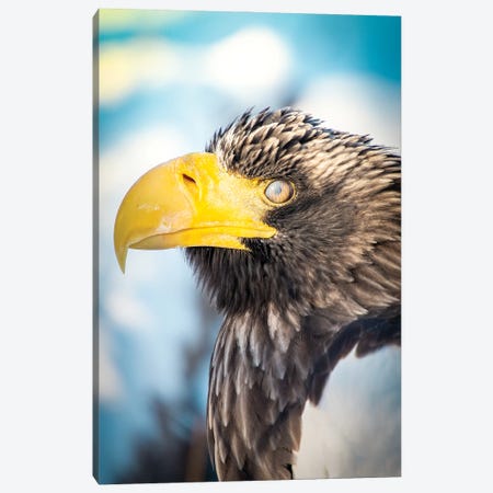 Blinking Bald Eagle Portrait Canvas Print #NRV119} by Nik Rave Canvas Art