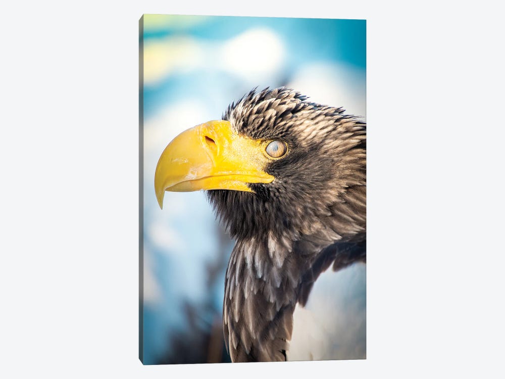 Blinking Bald Eagle Portrait by Nik Rave 1-piece Canvas Print