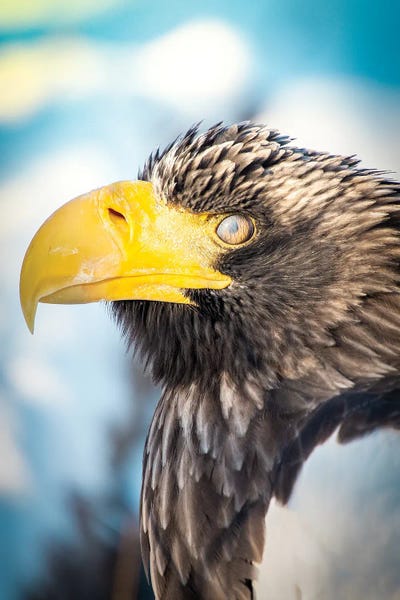 Nik Rave: Blinking Bald Eagle Portrait by Nik Rave