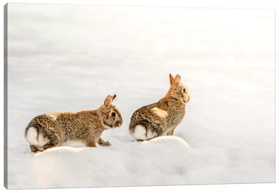 Two Bunnies Walking On The Snow Canvas Art Print - Nik Rave