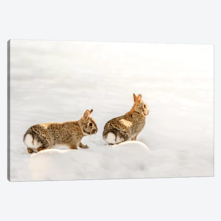 Two Bunnies Walking On The Snow Canvas Print #NRV11} by Nik Rave Art Print