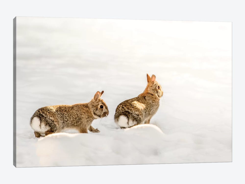 Two Bunnies Walking On The Snow by Nik Rave 1-piece Canvas Art