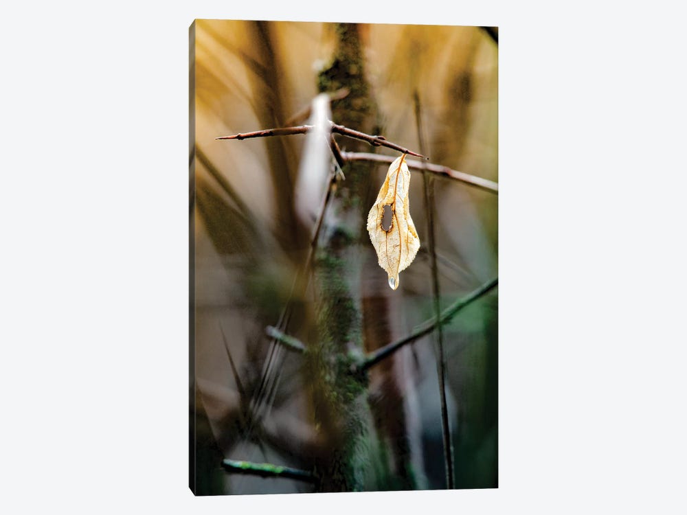 Lonely Leaf After Rain by Nik Rave 1-piece Canvas Print