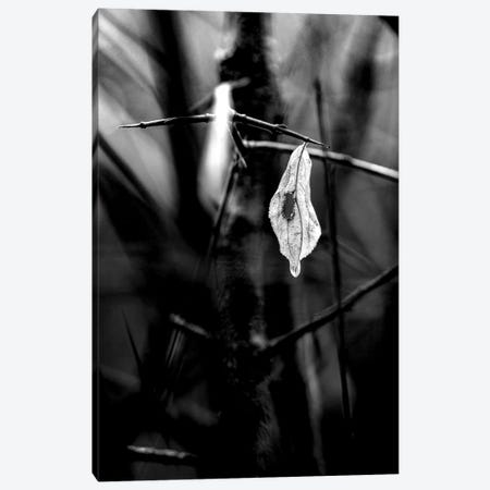 Lonely Leaf After Rain Monochrome Canvas Print #NRV123} by Nik Rave Canvas Art Print