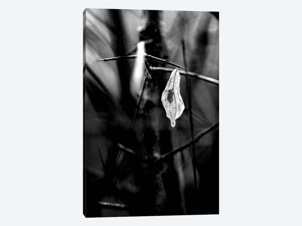 Lonely Leaf After Rain Monochrome by Nik Rave 1-piece Canvas Wall Art