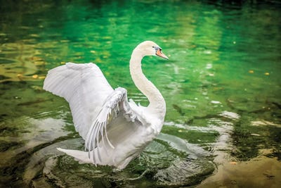 Dancing White Swan On A Lake by Nik Rave metal wall art