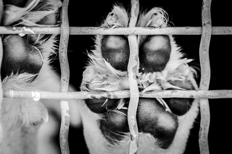 Paw Of A Dog In A Cage