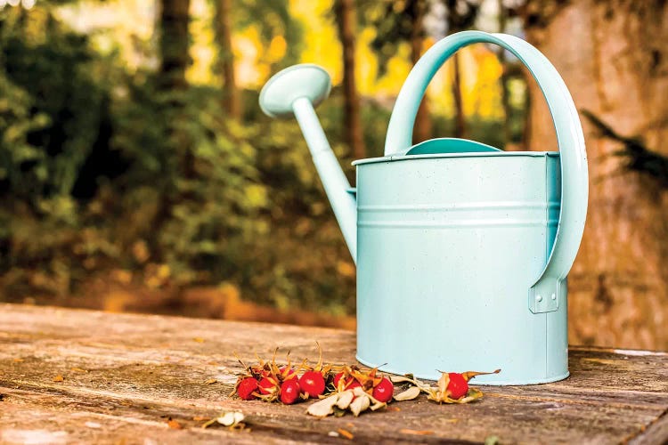 Countryside Watering Can And Wild Apples