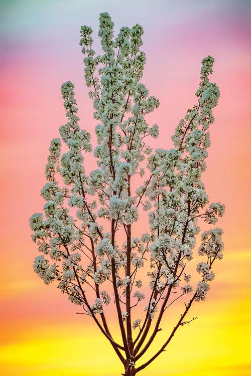 Backlit Blooming Tree In Light Of Summer Sky