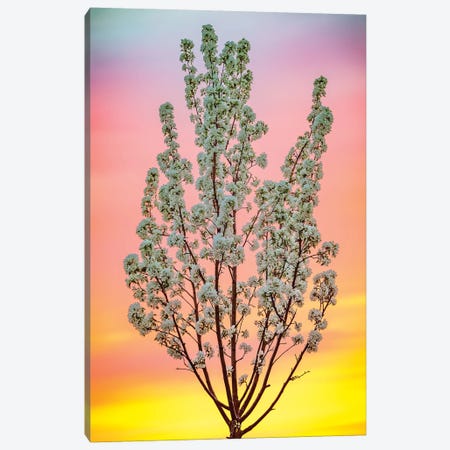 Backlit Blooming Tree In Light Of Summer Sky Canvas Print #NRV127} by Nik Rave Canvas Art