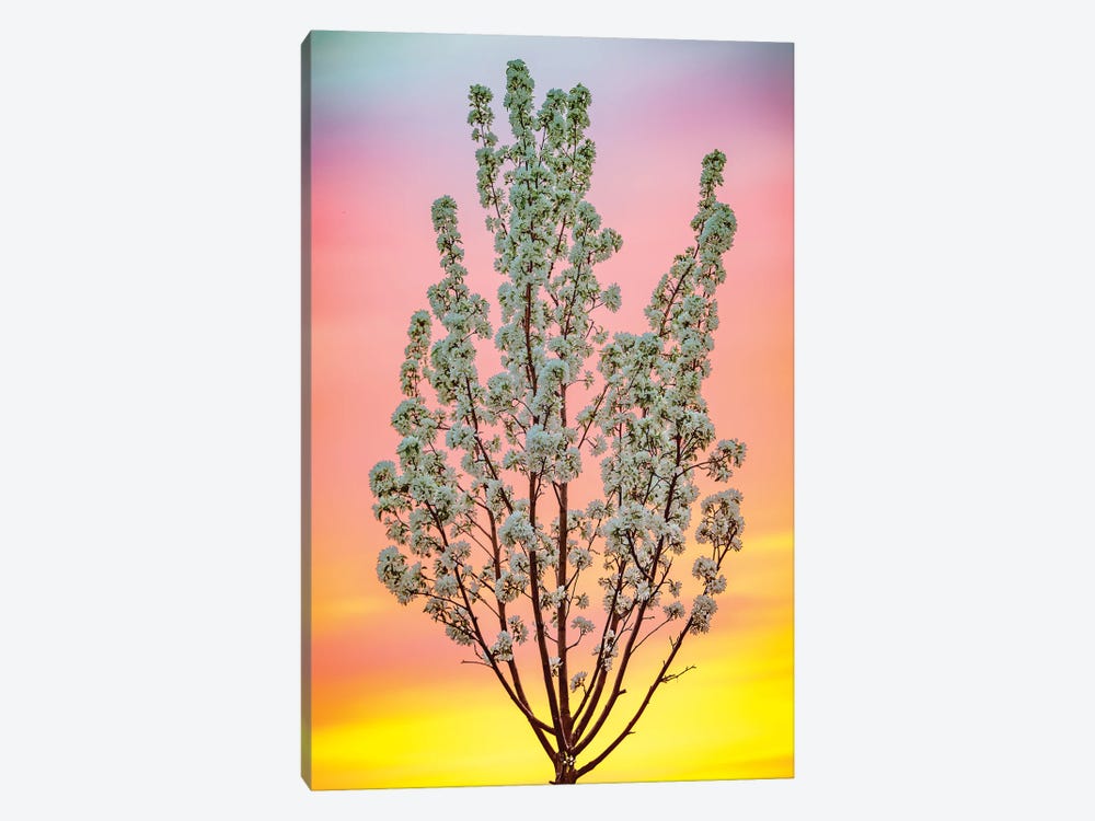 Backlit Blooming Tree In Light Of Summer Sky by Nik Rave 1-piece Canvas Art