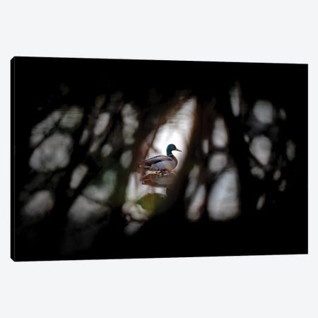 Duck Through A Net Of Branches Canvas Print #NRV128} by Nik Rave Art Print