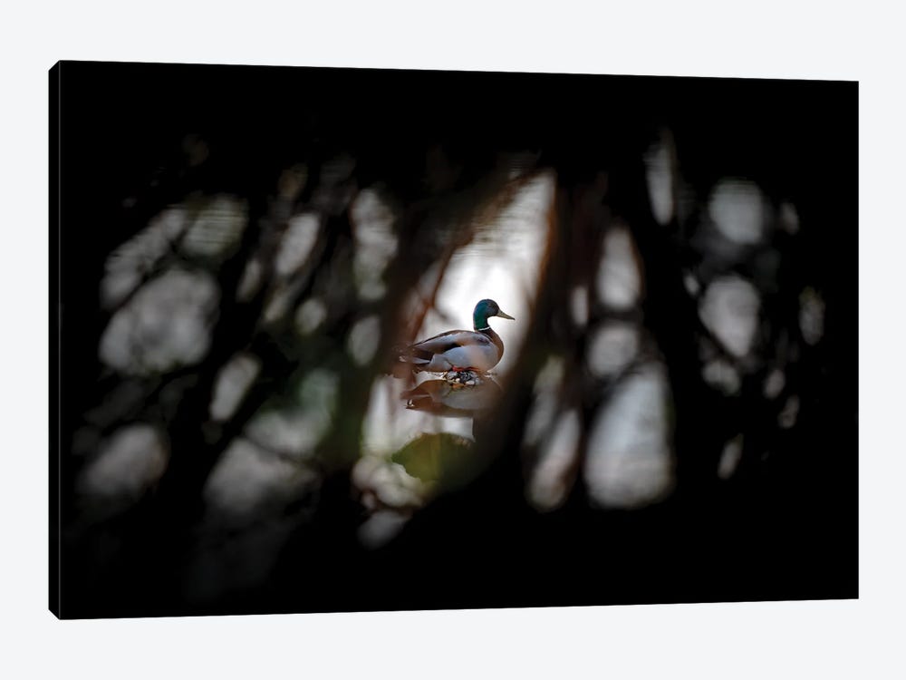 Duck Through A Net Of Branches by Nik Rave 1-piece Canvas Print