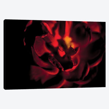 Rad Tea Rose Surrounded By Darkness Canvas Print #NRV129} by Nik Rave Canvas Print