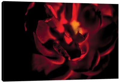 Rad Tea Rose Surrounded By Darkness Canvas Art Print - Still Life Photography