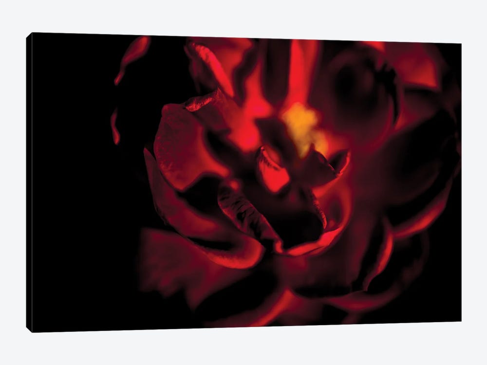Rad Tea Rose Surrounded By Darkness by Nik Rave 1-piece Canvas Artwork