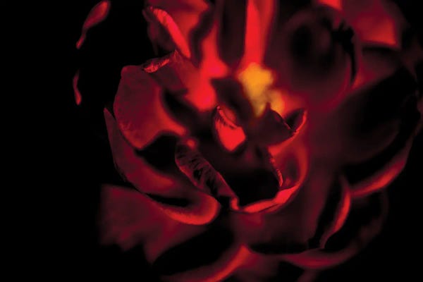 Still Life Photography: Rad Tea Rose Surrounded By Darkness by Nik Rave
