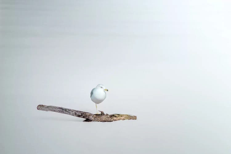 Seagull Sitting On A Log by Nik Rave wall art