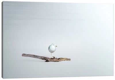 Seagull Sitting On A Log Canvas Art Print