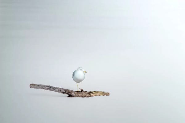 Nik Rave: Seagull Sitting On A Log by Nik Rave