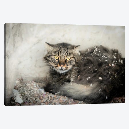 Homeless Cat In A Pile Of Leaves Canvas Print #NRV130} by Nik Rave Canvas Artwork