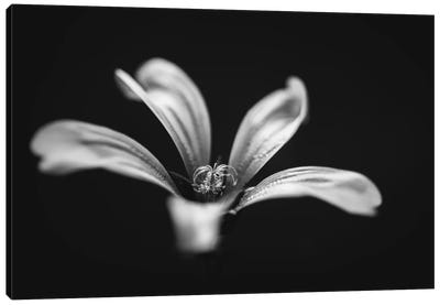 Monochrome Beautiful Flower Dark Graphite Background Canvas Art Print - Nik Rave