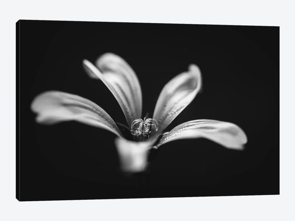 Monochrome Beautiful Flower Dark Graphite Background by Nik Rave 1-piece Art Print