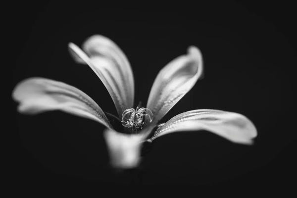 Black & White Florals: Monochrome Beautiful Flower Dark Graphite Background by Nik Rave