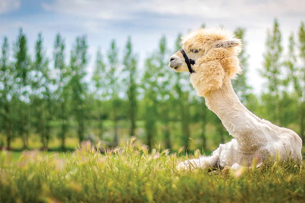 Nik Rave: Llama On The Sun by Nik Rave