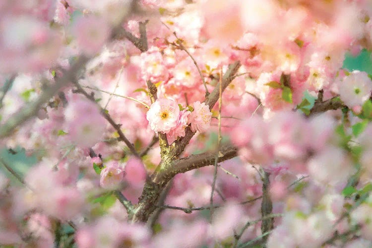 Wild Rose Bush Cream Tones