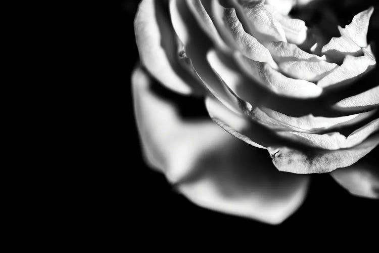 White Rose On A Black Moody Background