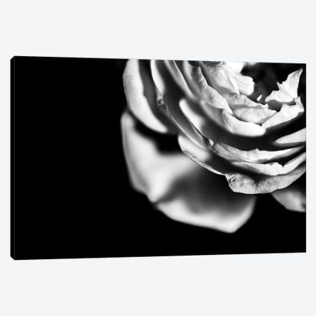 White Rose On A Black Moody Background Canvas Print #NRV135} by Nik Rave Canvas Art Print