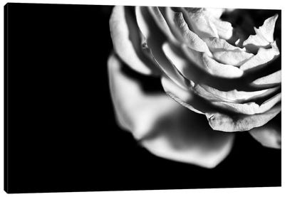 White Rose On A Black Moody Background Canvas Art Print - Nik Rave