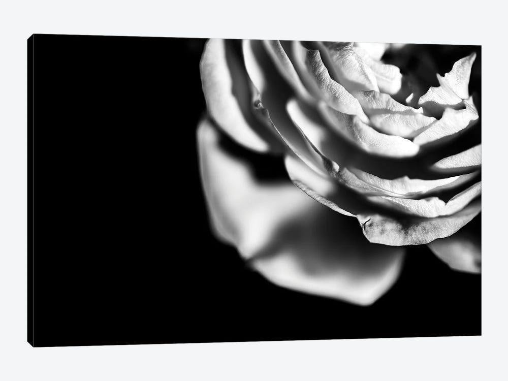 White Rose On A Black Moody Background by Nik Rave 1-piece Art Print