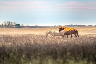 Wild Horses At The Field At Evening by Nik Rave framed canvas print