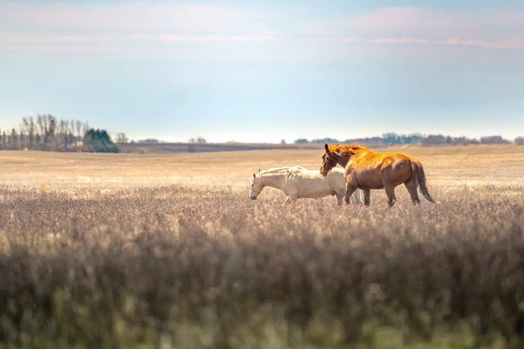 Wild Horses At The Field At Evening