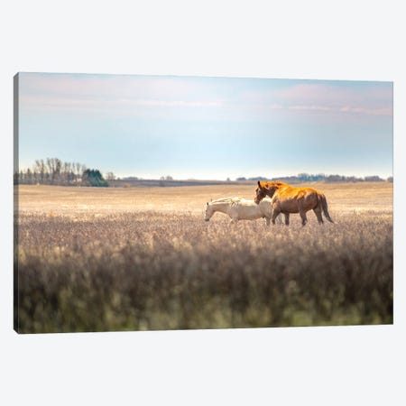 Wild Horses At The Field At Evening Canvas Print #NRV136} by Nik Rave Canvas Art Print