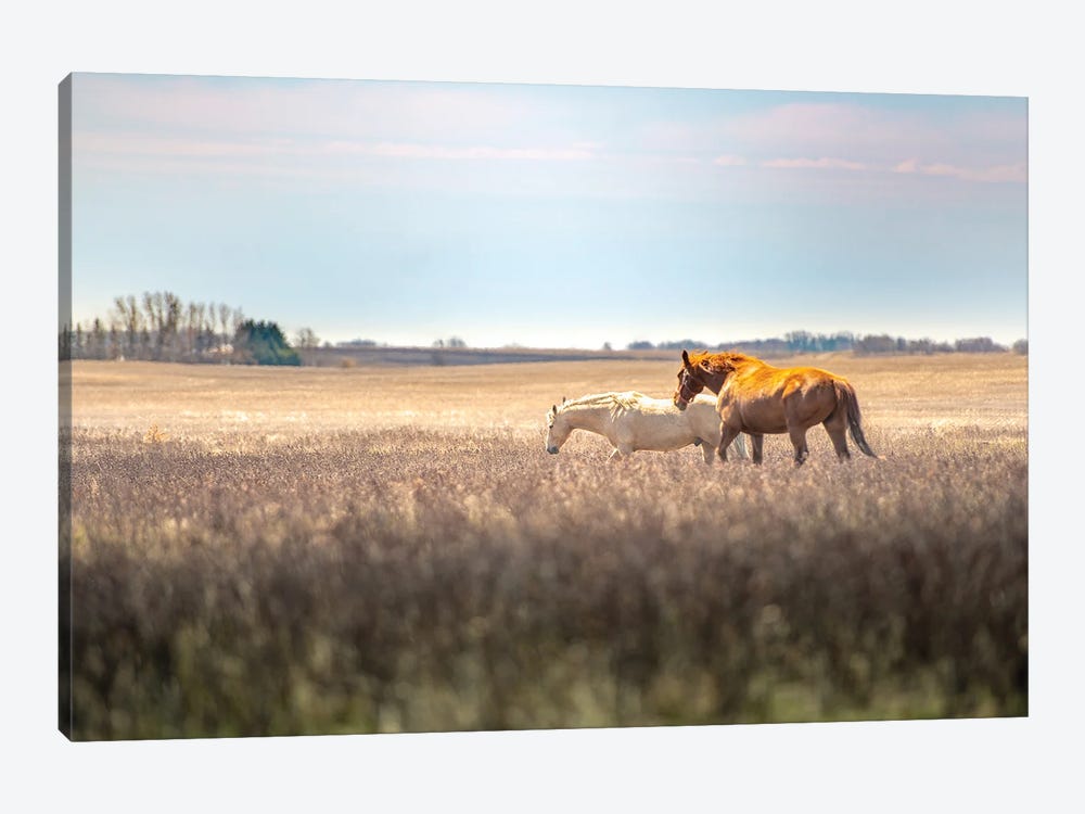 Wild Horses At The Field At Evening by Nik Rave 1-piece Canvas Wall Art