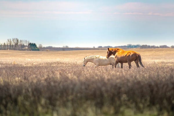 Nik Rave: Wild Horses At The Field At Evening by Nik Rave